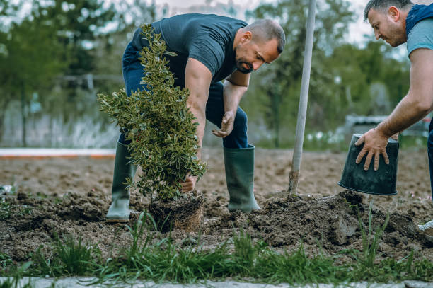 Professional Tree Service in Springville, NY